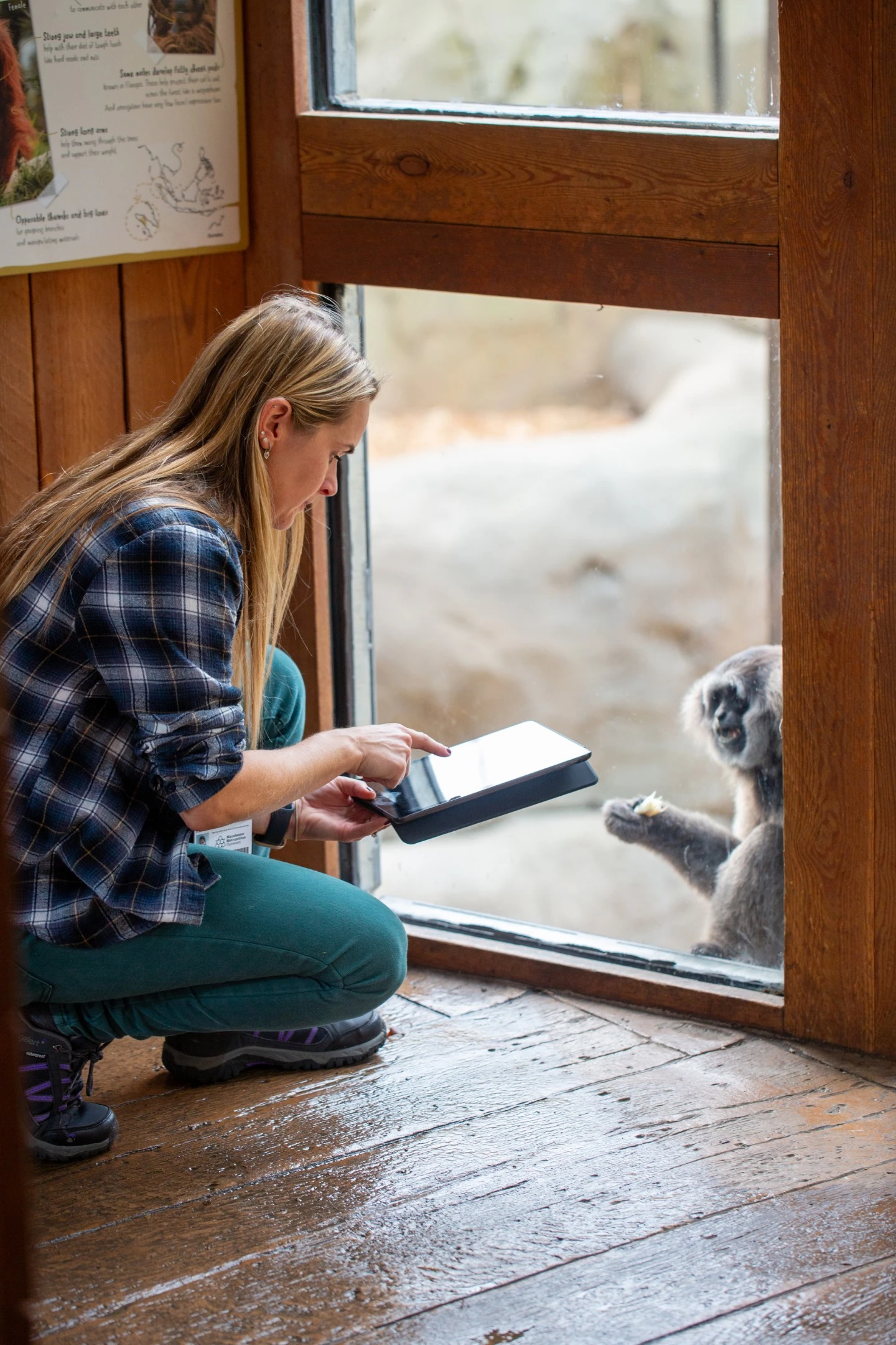 Tutor working with an iPad in front of a monkey at Chester Zoo