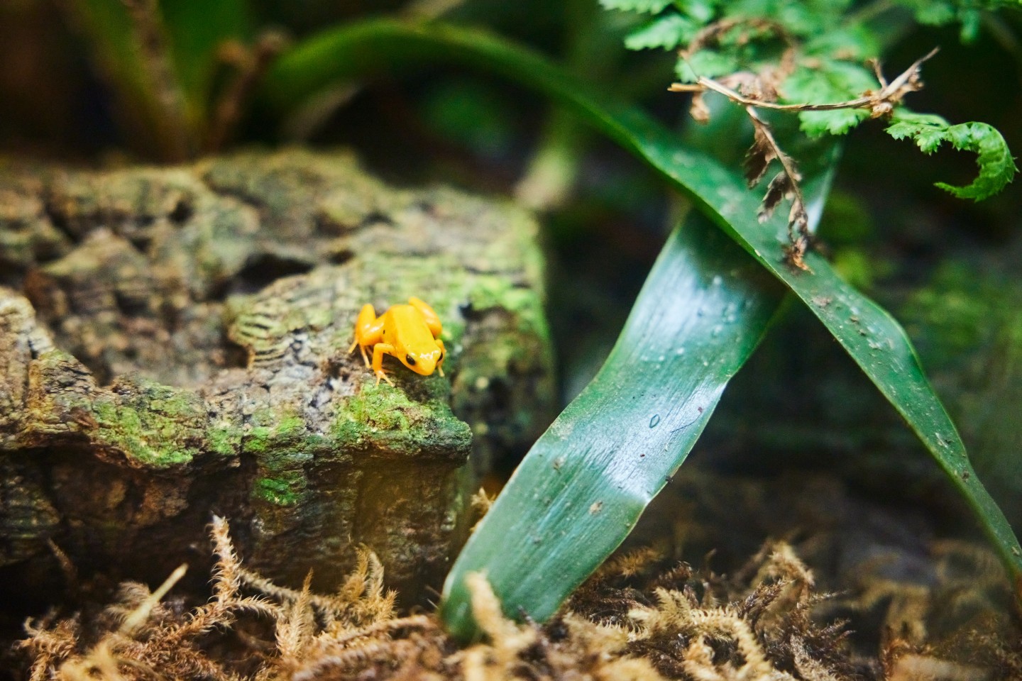 A yellow frog sat on a rock in the university's Amphibian Conservation Research facility