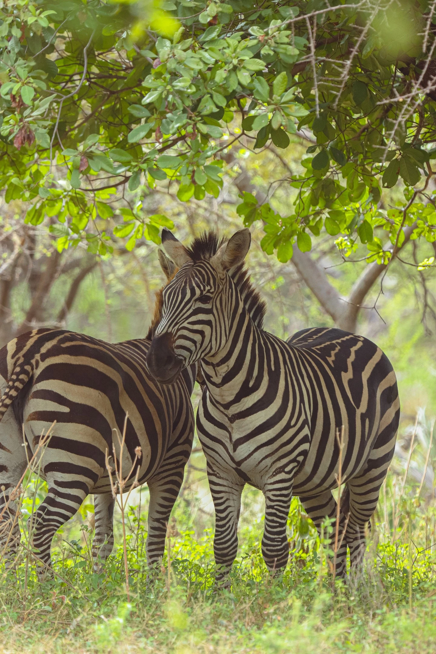 Two zebras in the wilderness in Tanzania